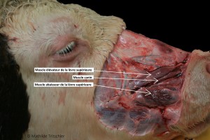 mufle muscles annoté