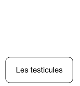 testicules