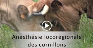vignette cornillons