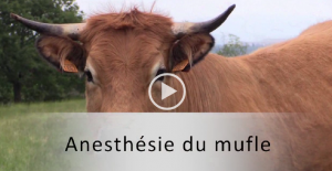 vignette mufle