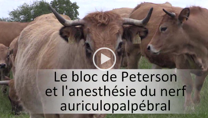 Vidéo 15 vignette mufle